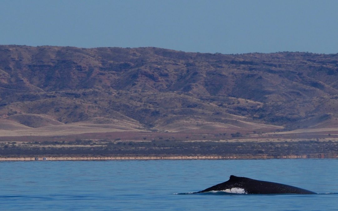 humpback whale, Exmouth Gulf, in front of Cape Ranges