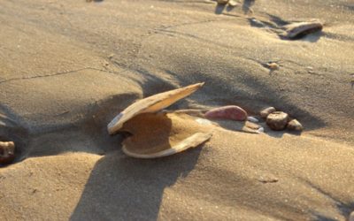 EPA releases draft Environmental Scoping Document, 14 February, 2018.