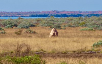 About the Clearing Permit 10 August 2018