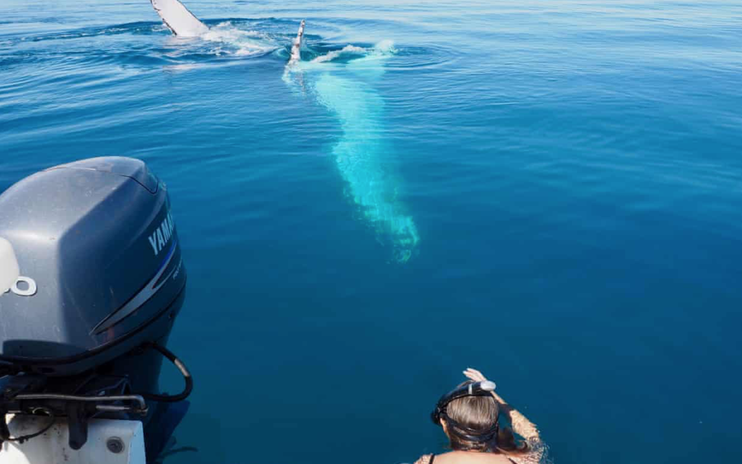 Face-to-face with Ningaloo’s living miracles