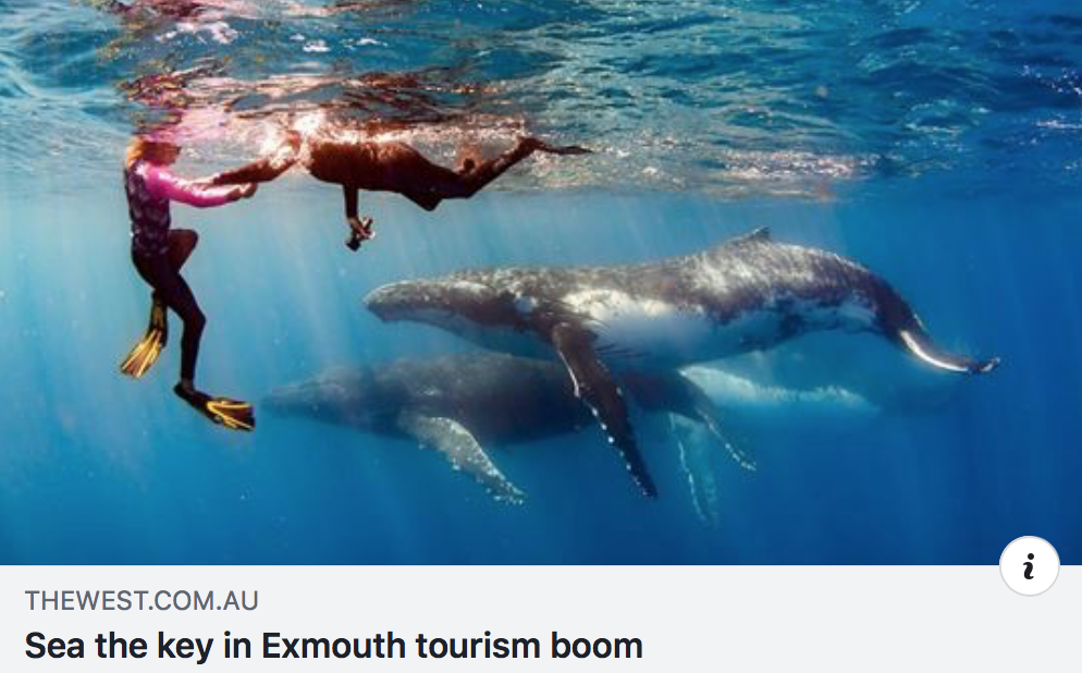Snorkellers with whales