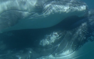 Planned development projects in Exmouth Gulf pose risk to humpback whales