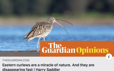Eastern curlews. A miracle of nature. In Ningaloo’s nursery.