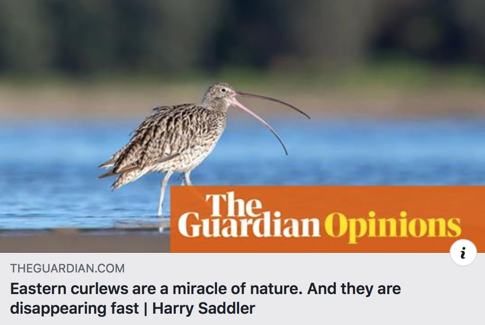 Eastern curlews.  A miracle of nature.  In Ningaloo’s nursery.