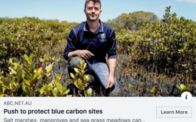 Mangroves are crucial. But they’re disappearing.