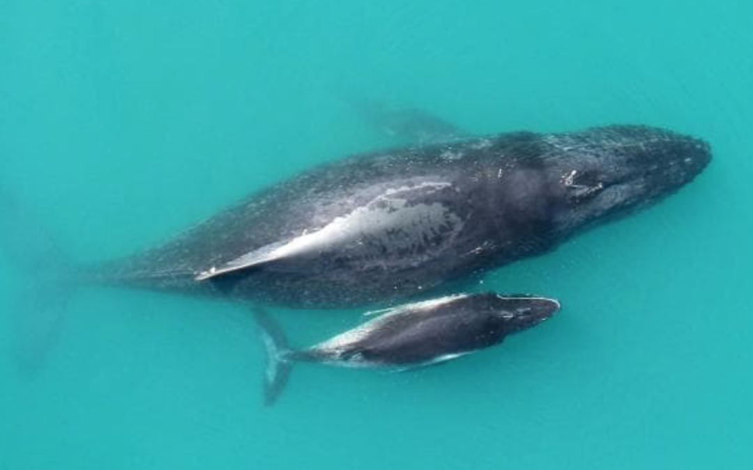 Whale and calf Exmouth Gulf