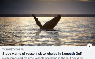 Vessels pose risk to whales in Exmouth Gulf