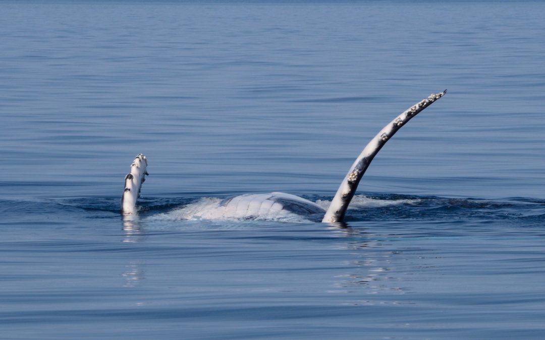 Whale doing backstroke