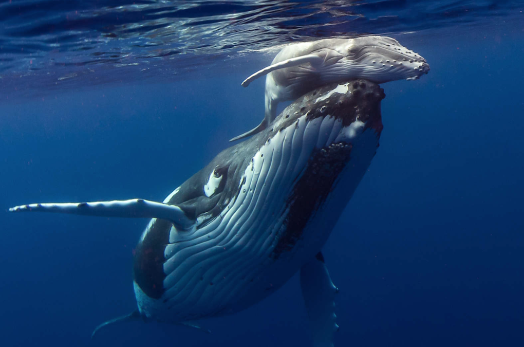 A humpback mother with calf resting on its back