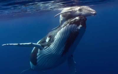 The Exmouth mystery: where science has barely grazed the surface