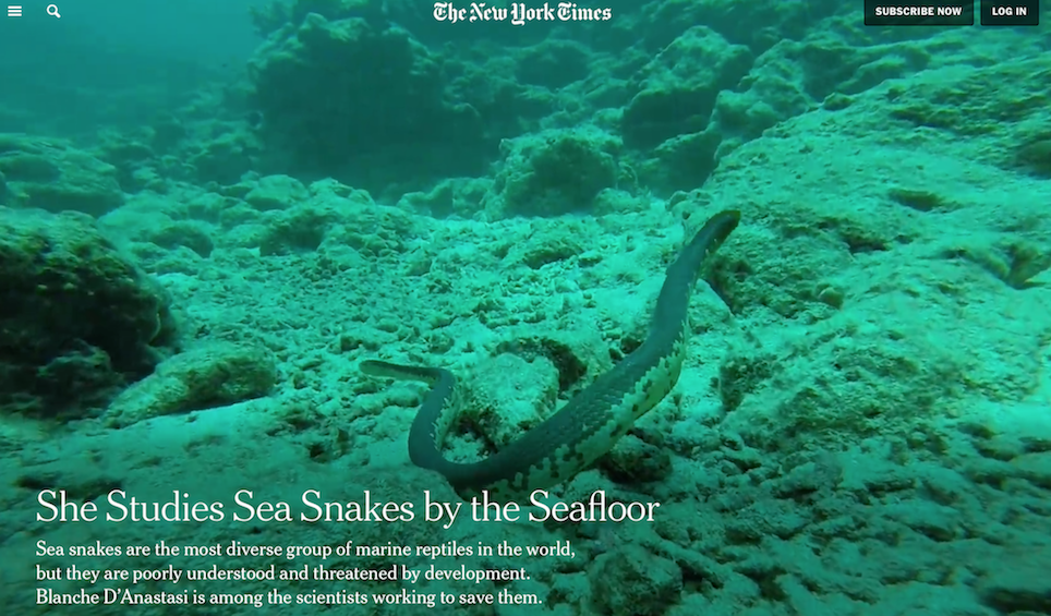 Blanche D'Anastis studies sea snakes