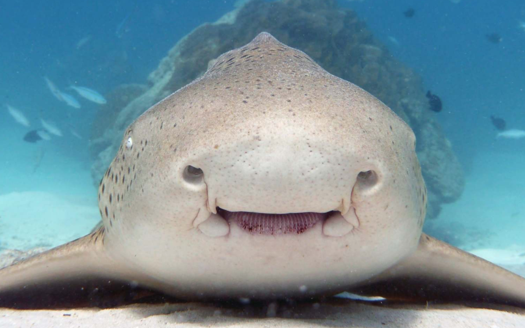 Leopard Shark, by Ben Fitzpatrick