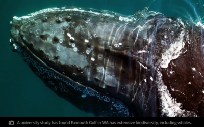 Science Review reveals Exmouth Gulf’s remarkable diversity