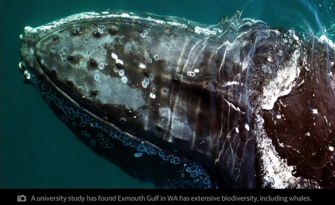 A whale leaping sideways in Exmouth Gulf