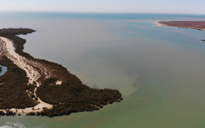 Exmouth Gulf has more fish species than Ningaloo