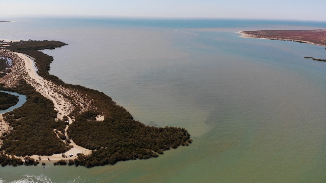 Exmouth Gulf has more fish species than Ningaloo