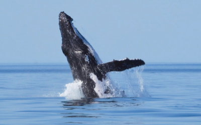 Once in a generation report finds Exmouth Gulf has twice as many fish species as Ningaloo