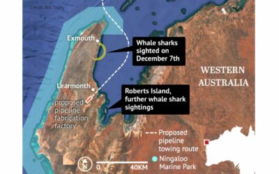 Industrialisation at Exmouth Gulf could affect cruising whale sharks