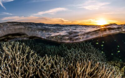 More than 30,000 people call for halt to oil and gas industrialisation proposals at Ningaloo-Exmouth Gulf