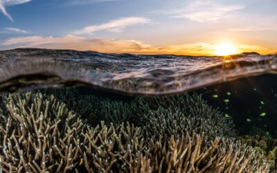 More than 30,000 people call for halt to oil and gas industrialisation proposals at Ningaloo-Exmouth Gulf