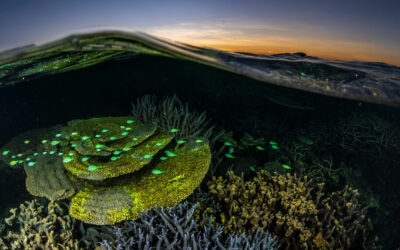 As fear lifts, Ningaloo faces its own existential threat