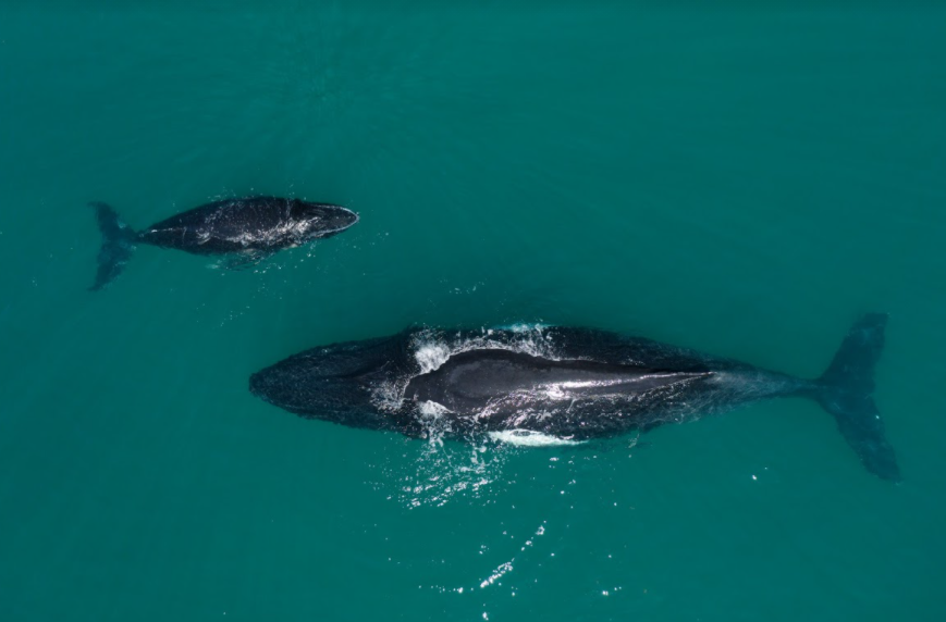 Mother humpback whale nurses calf in Exmouth Gulf