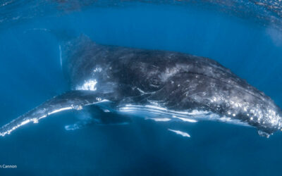 The Battle for the Humpback Whale Kingdom