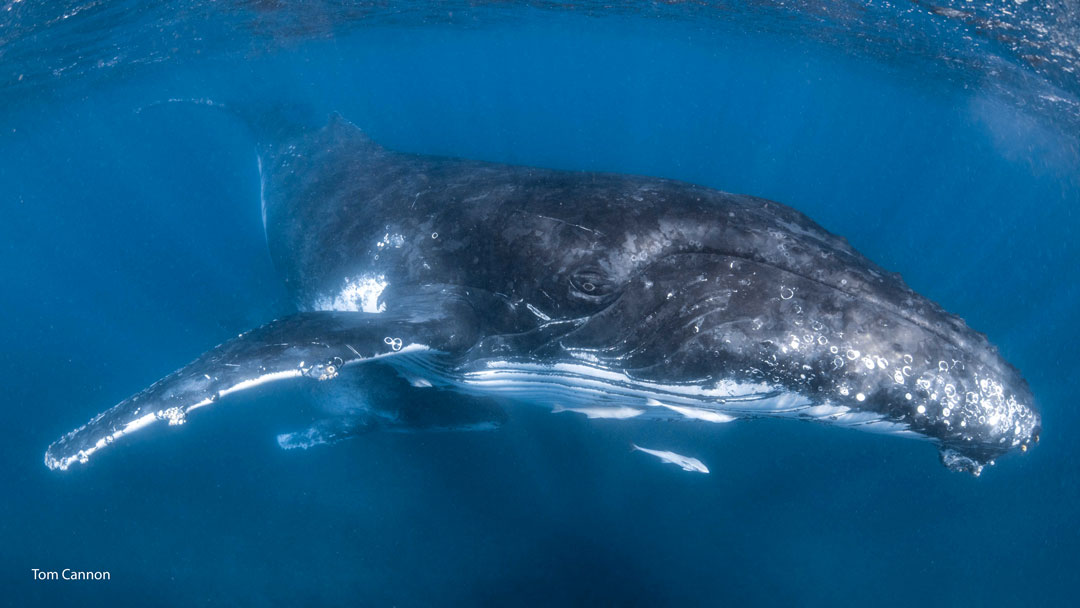 Humpback mother and calf over Ningaloo reef
