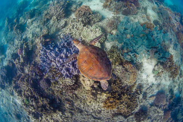 Green turtle swims over coral garden in Exmouth Gulf, Ningaloo