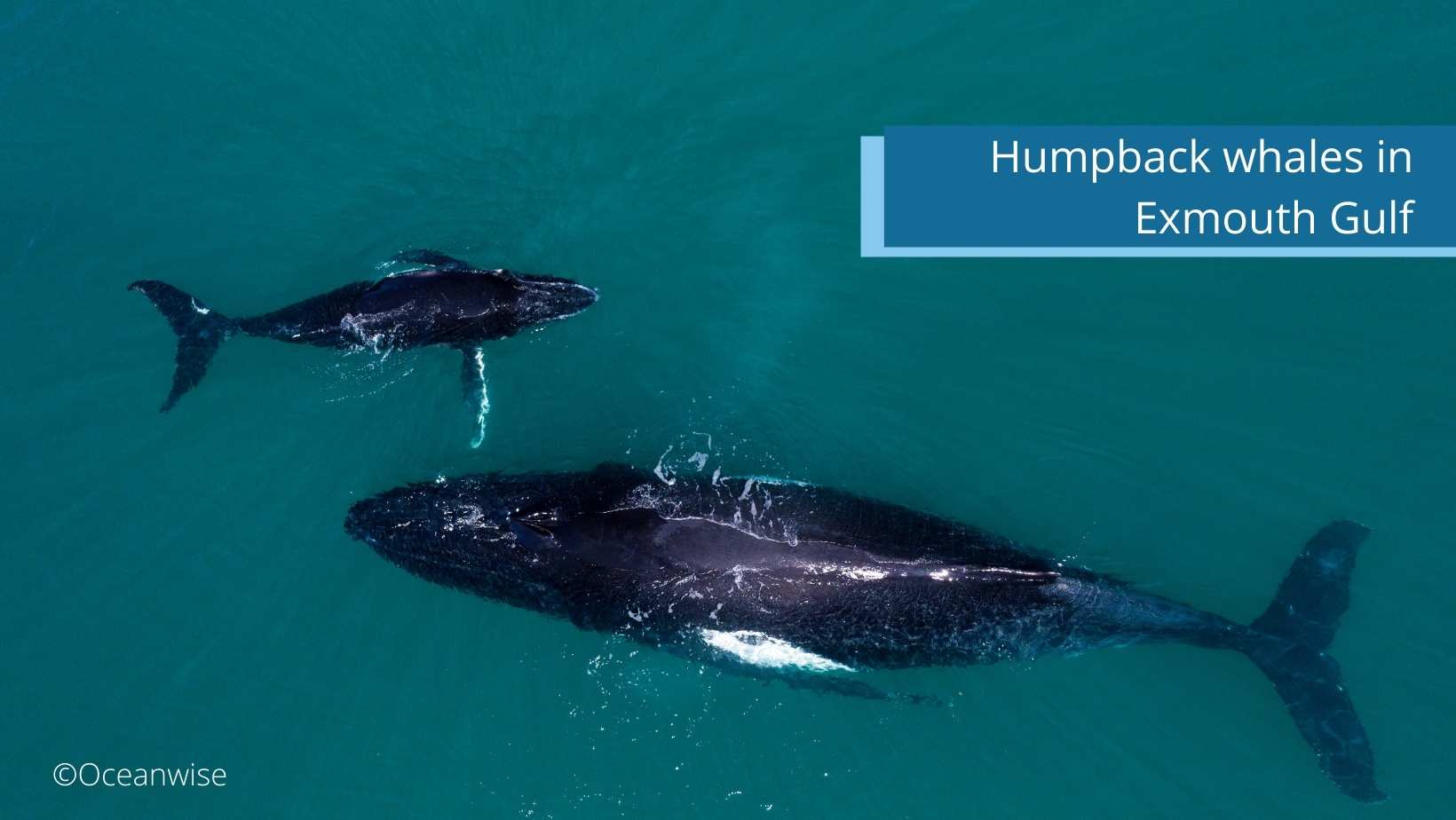 Mother humpback whale nurses calf in Exmouth Gulf