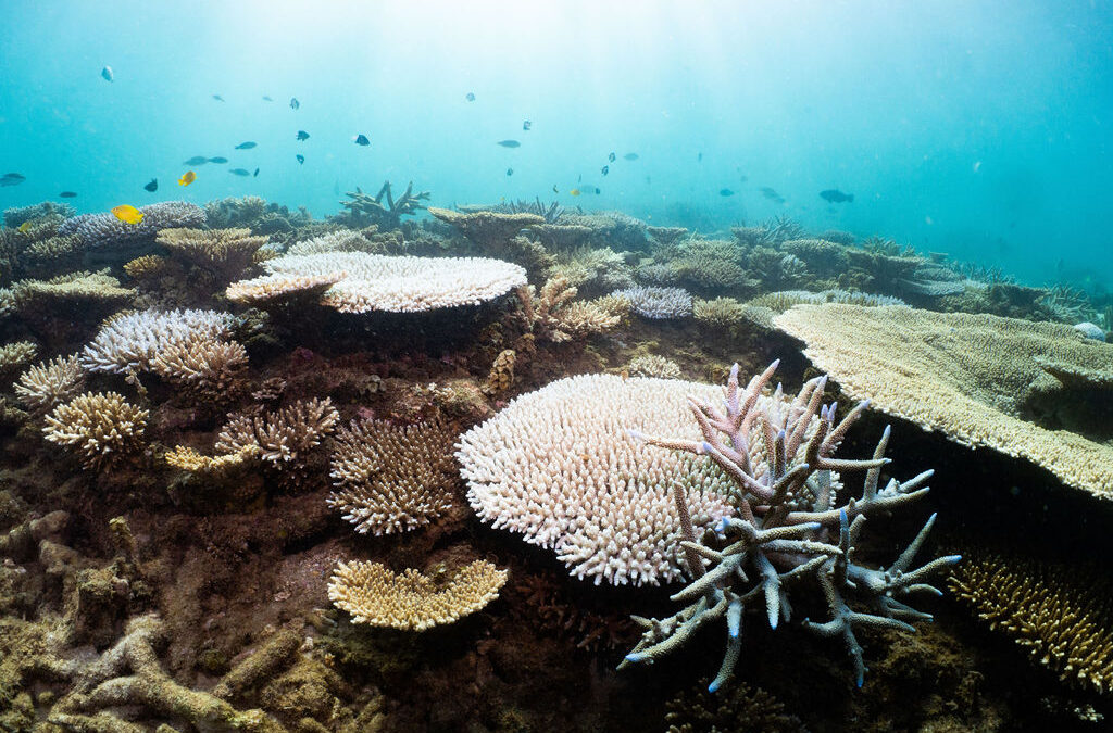 Coral bleaching underway at Ningaloo-Exmouth Gulf is the warning we cannot ignore