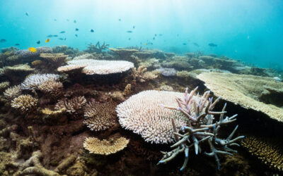 Coral bleaching underway at Ningaloo-Exmouth Gulf is the warning we cannot ignore