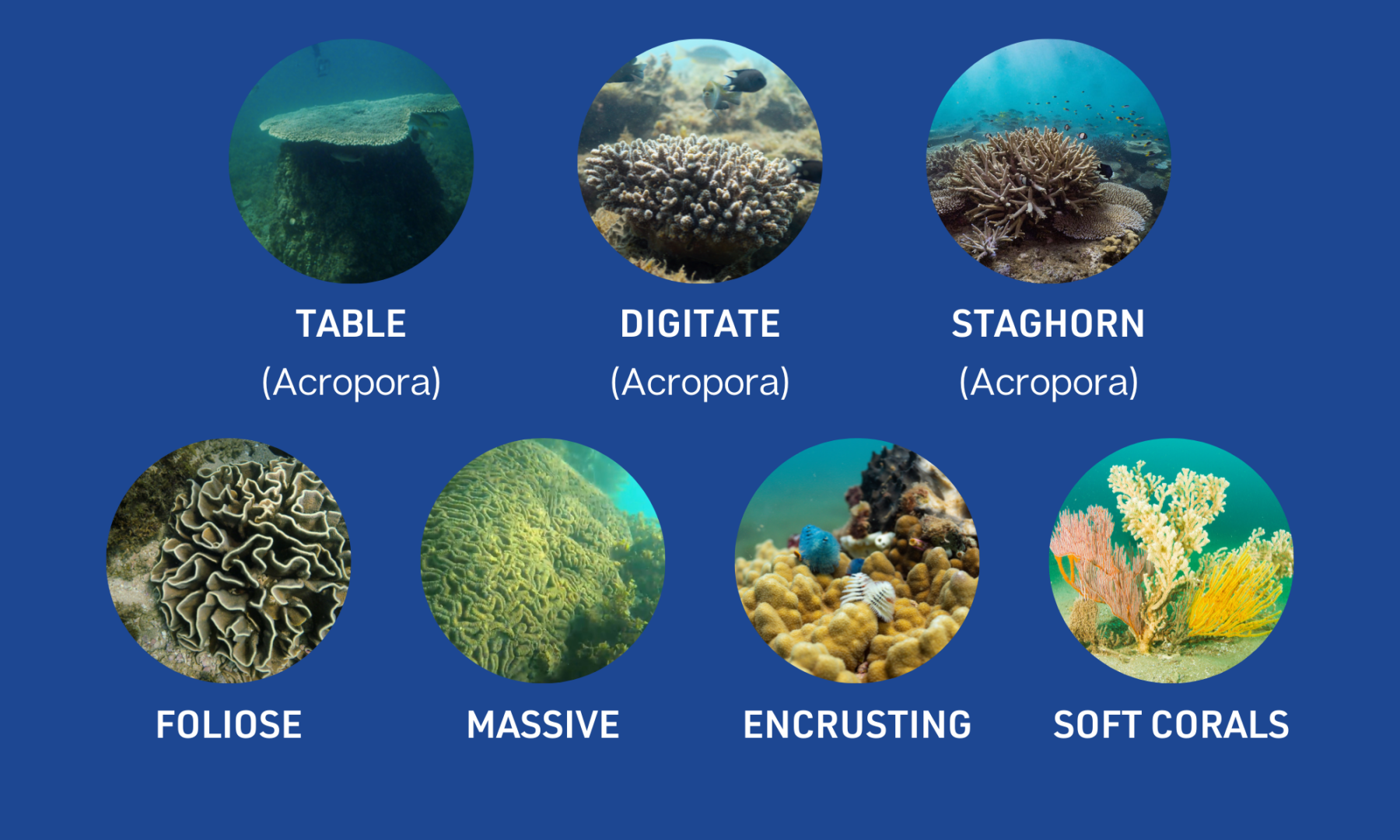 Types of Coral in EG (3)