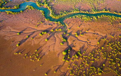 A win for nature as plans for massive saltworks at Exmouth Gulf, Ningaloo withdrawn