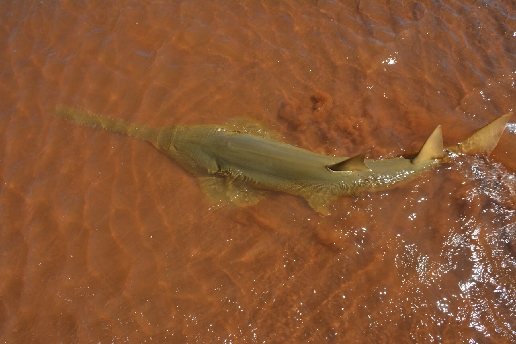 Green Sawfish_David Morgan