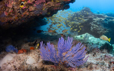 Cook Government delays marine protection for wildlife hotspot at Exmouth Gulf, Ningaloo