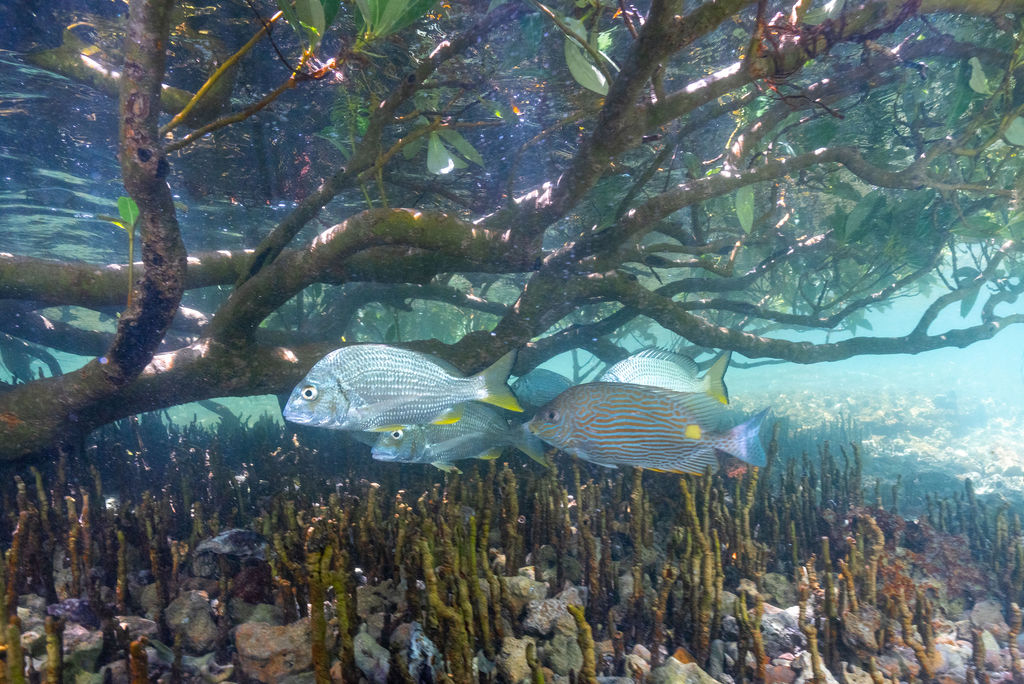 Fish in mangroves