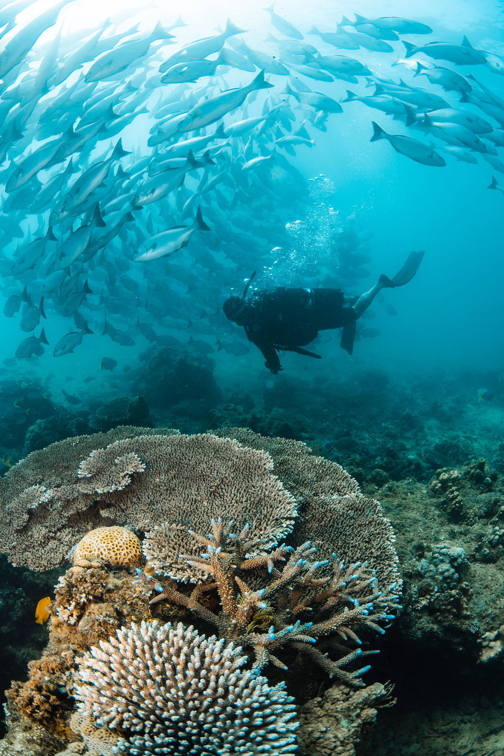Diver swims through a school of silver fish 